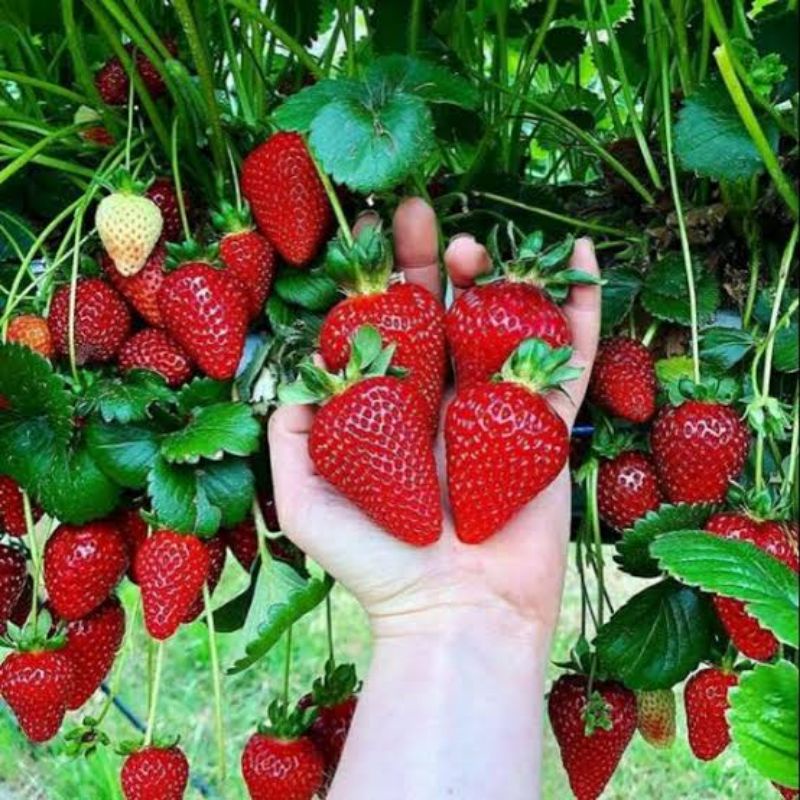 Benih Buah Strawberry Jumbo California Genjah Benih Bibit Strawberry Jumbo