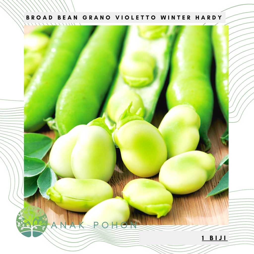 Benih Bibit Biji - Broad Bean Grano Violetto Winter Hardy Fava Beans Seeds - IMPORT