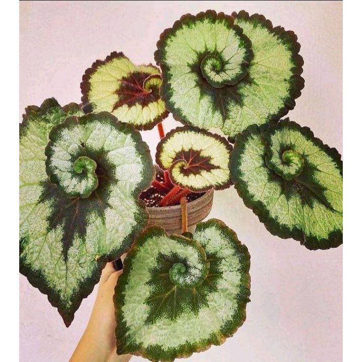 Begonia "Escargot" (Begonia Rex)