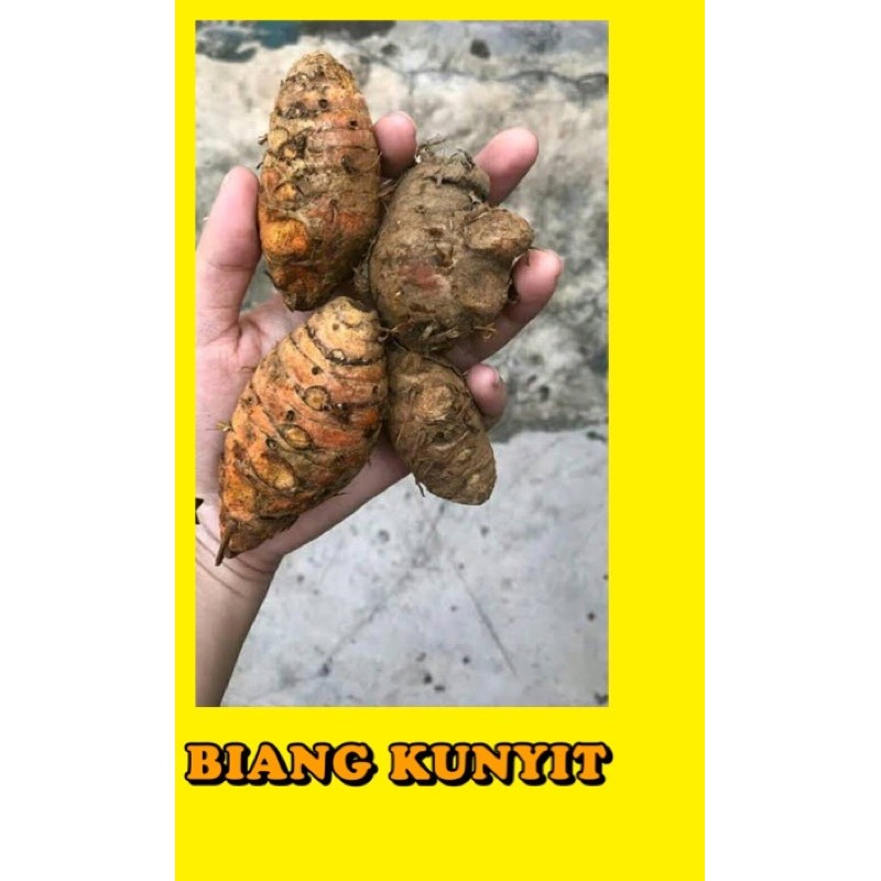 

BIANG KUNYIT 500 GRAM