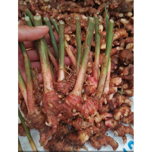 

COD JAHE MERAH ASLI ORIGINAL, HERBAL ALAMI EKSLUSIF, JAHE SEGAR BARU CABUT DARI KEBUN, GINGER, GINSENG BERKHASIAT