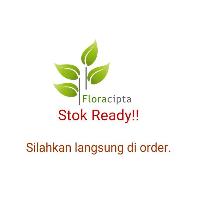 Bibit pohon kayu manis/Tanaman kayu manis !@#