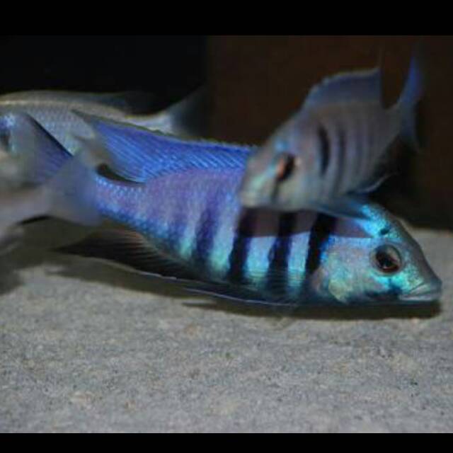 Ikan Placidochromis Electra Blue Malawi Cichlid