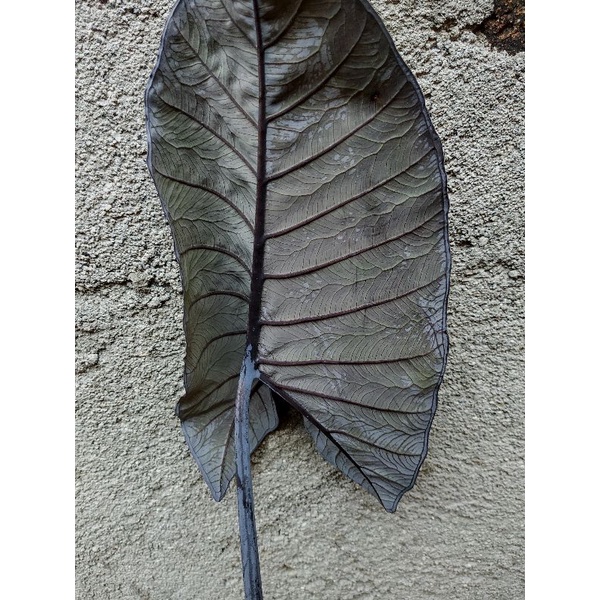 Xanthosoma Violaceum/keladi ungu/talas ungu real pict