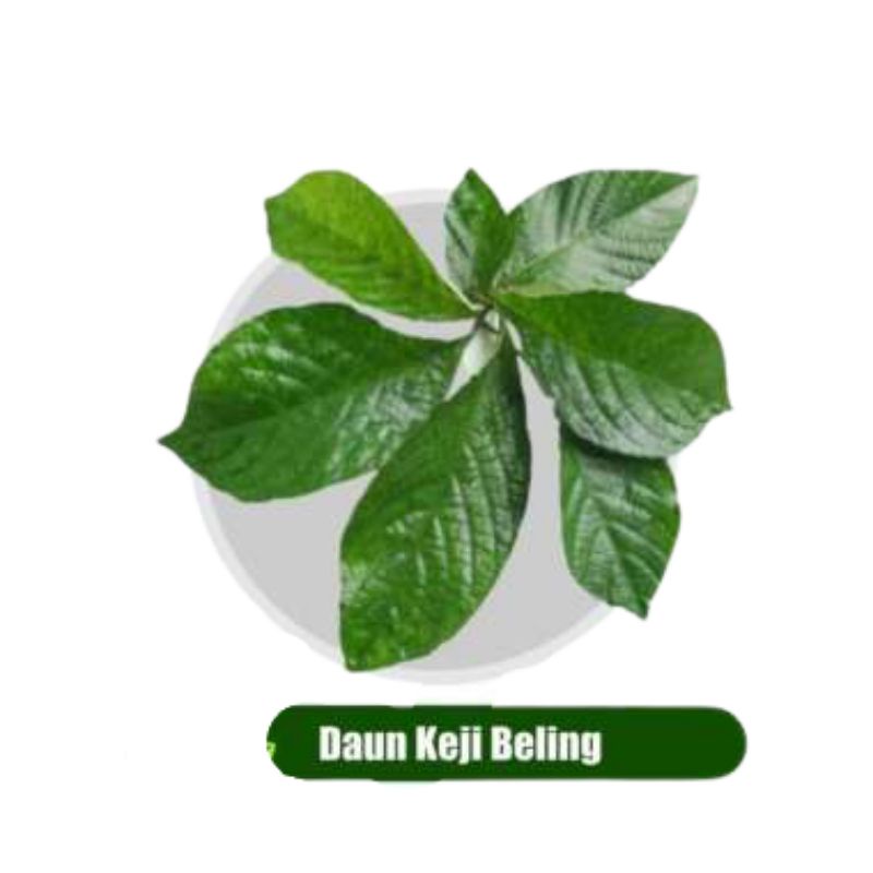

Daun keji beling/ pecah beling 100 gram fresh & organic