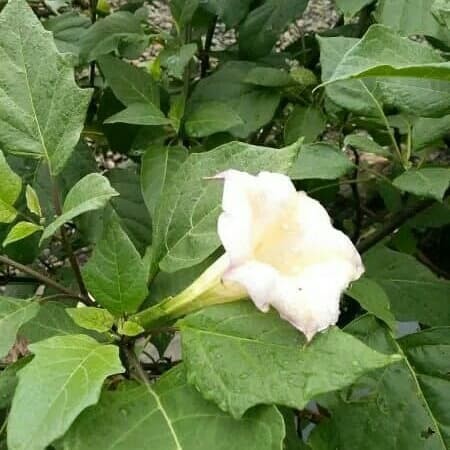 

[PROMO] DAUN KECUBUNG SEGAR DATURA METEL FASTULOSA