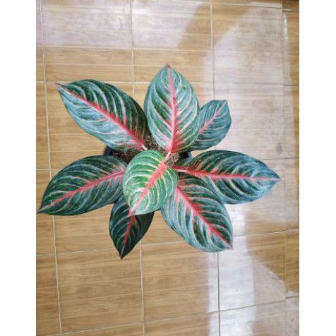 bonggol aglonema red borju