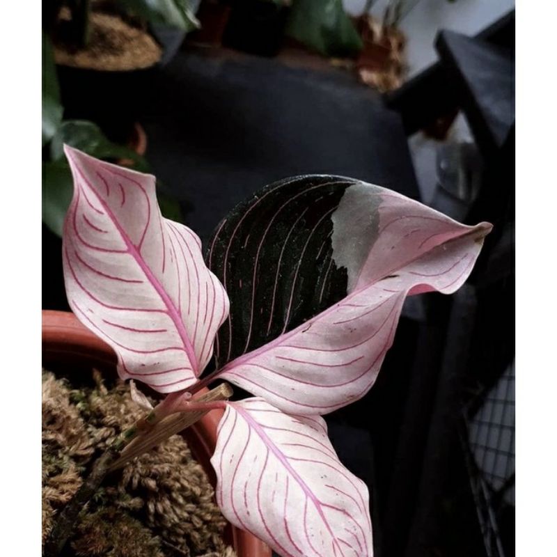 Bibit bonggol aglonema rotundum aceh varigata / bibit tanaman hias aglaonema rotundum aceh variegata