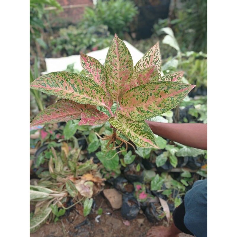 Aglonema big roy rimbun/ bigroy indukan