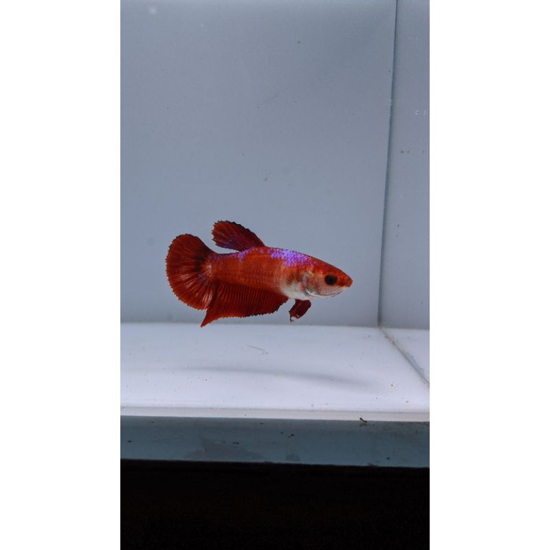 Female Cupang Hellboy