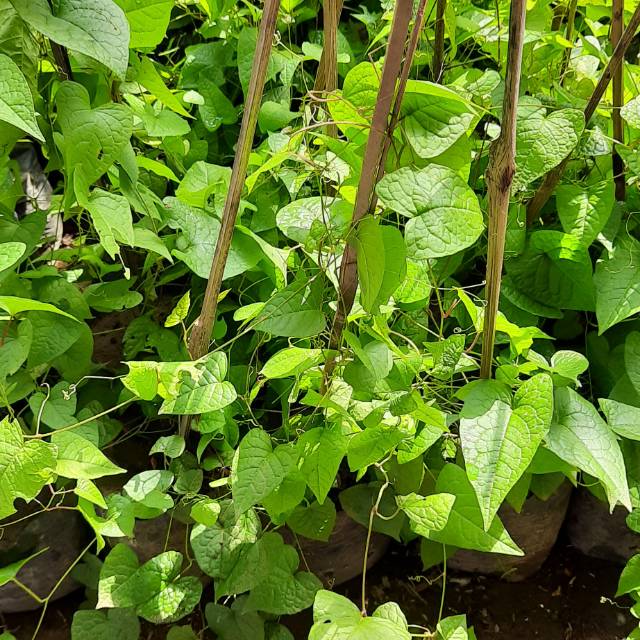 Bibit air mata pengantin