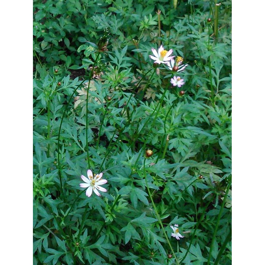 Benih Bibit Biji - Sayur Daun KENIKIR (Antioksidan Tinggi untuk Obat Kanker) Cosmos Edible Leaves Seeds