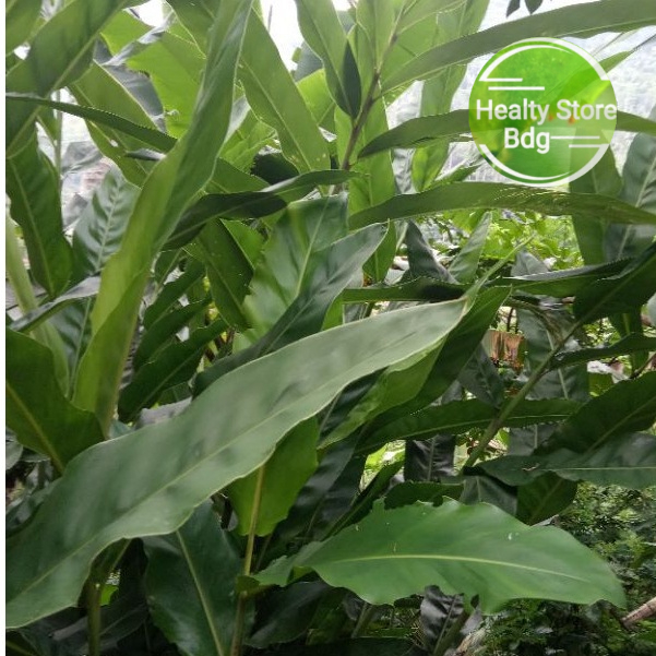 

Daun Kecombrang Segar per 1 kg