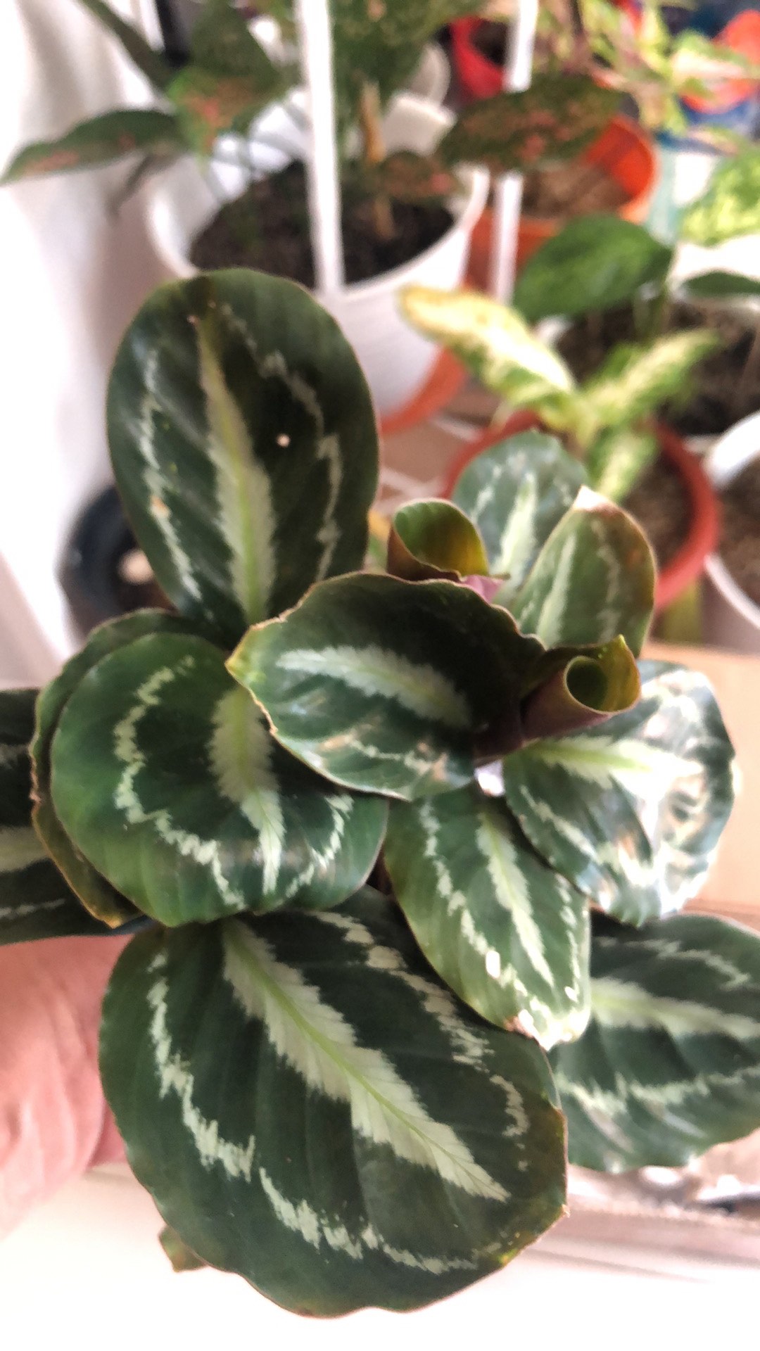 Tanaman Hias Calathea Silver Black