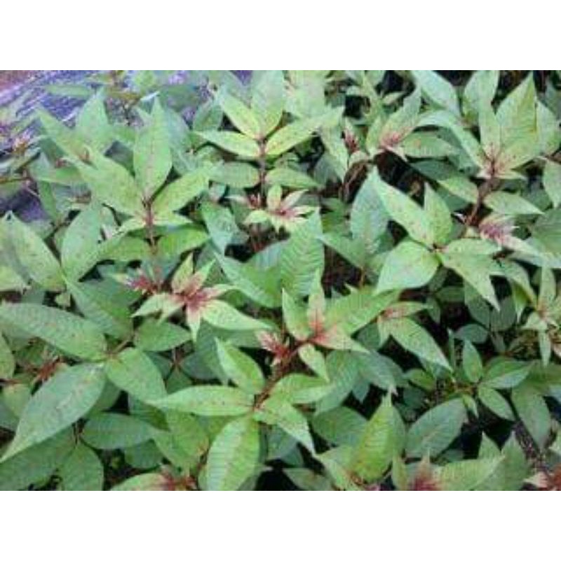 bibit andaliman toba, 2 batang. (2 polybag) tinggi 18 cm s/d 22 cm.