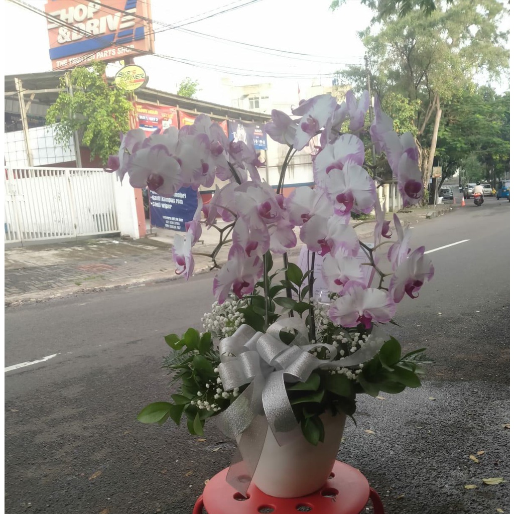 RANGKAIAN ANGGREK BULAN - ANGGREK BULAN - BUNGA ANGGREK BULAN