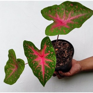 Baru Tanaman Hias Caladium Red Flash Shopee Indonesia