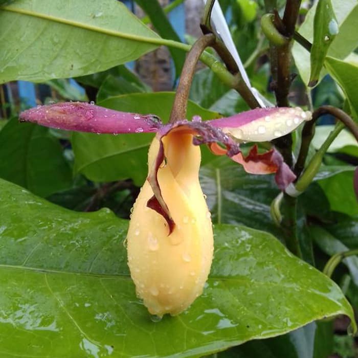 Tanaman Cempaka Kelopak Ungu