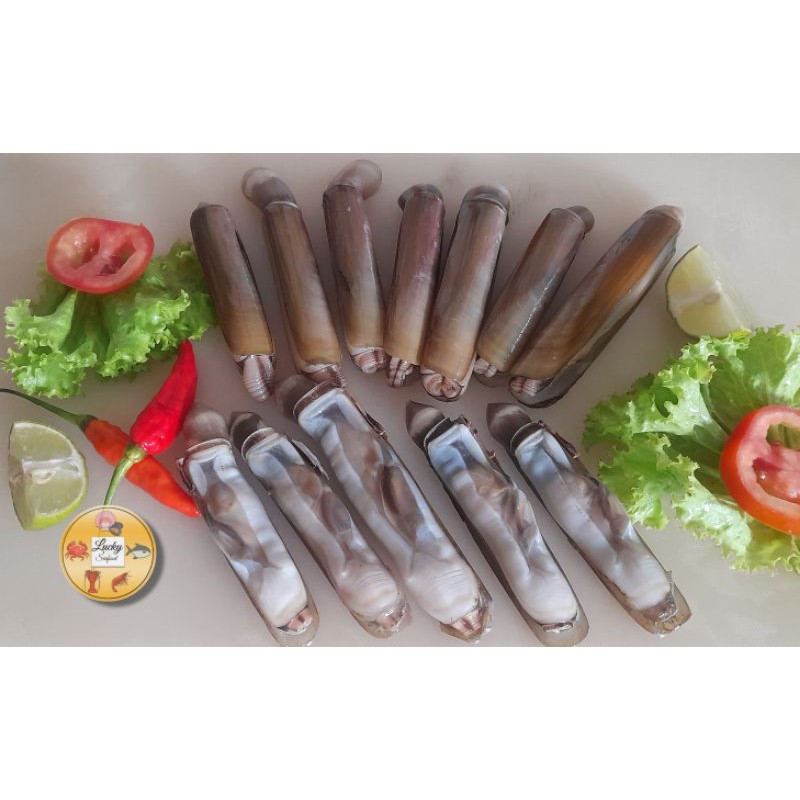 

KERANG BAMBU FROZEN 1000 GRAM