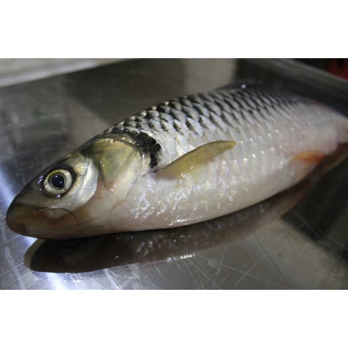 

Ikan Jelawat / Ikan Sultan Fresh (PO)