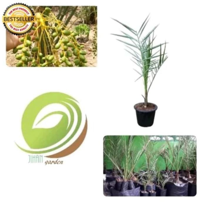 Bibit Tanaman buah Kurma Hybrida/pohon kurma