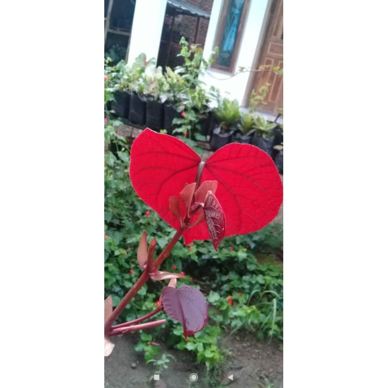 super red bahan bonsai bibit waru merah super reed original termurah terlengkap