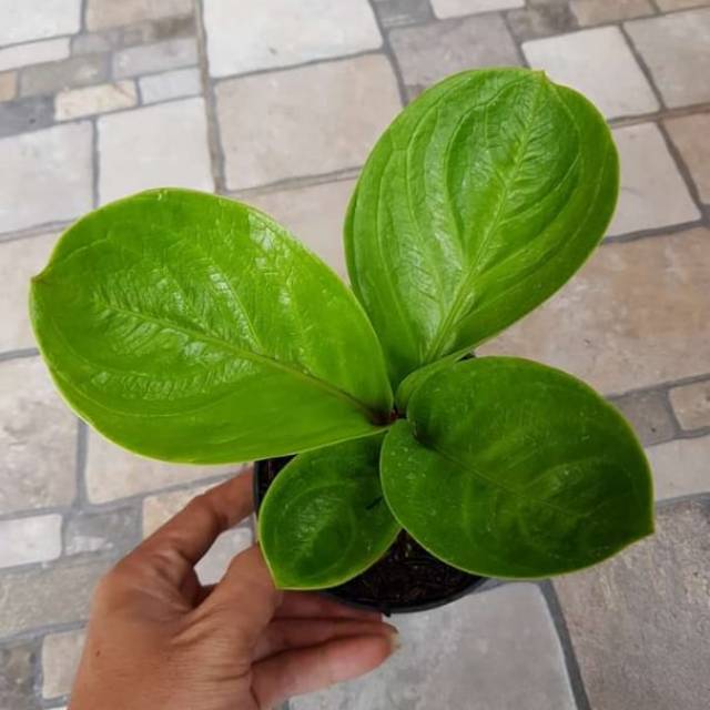 Anthurium Jemani mangkok karakter