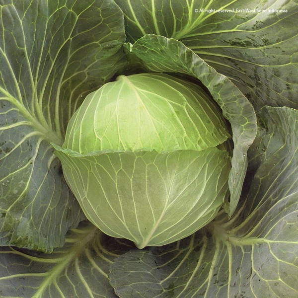 Benih Terung / Terong Putih Kania F1 Cap Panah Merah Isi 200 Biji