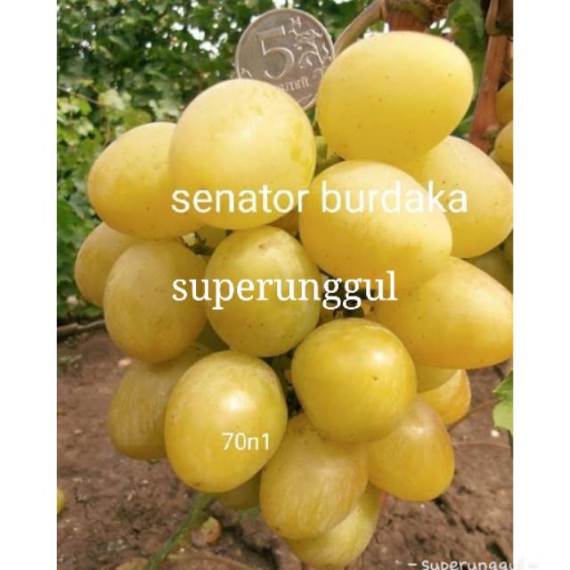 Bibit anggur import jenis senator burdaka