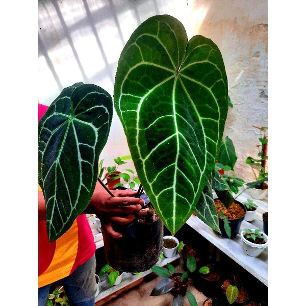Tanaman Hias Anthurium Magnificum Verde / Kuping Gajah Raksasa