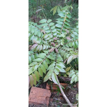 500g Daun Cermai Segar