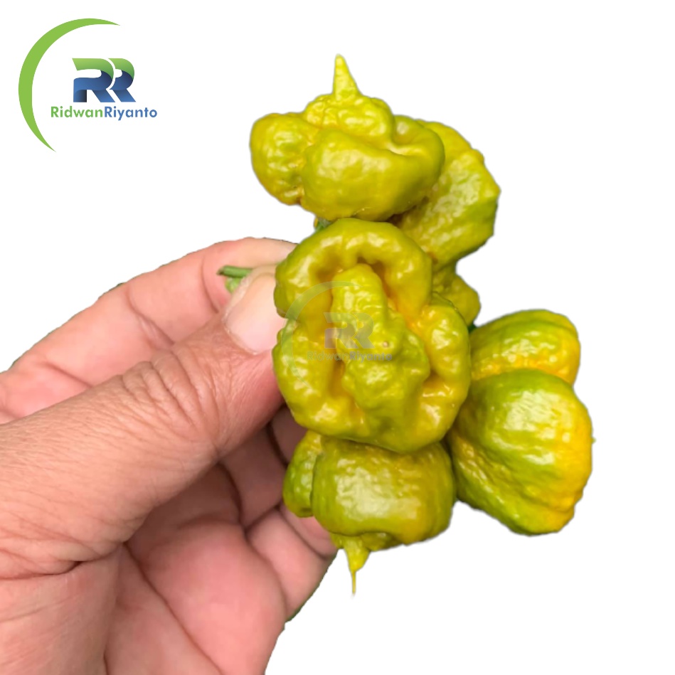 BUAH Cabe CAROLINA REAPER MUSTARD Cabai Terpedas Nomor 1 di Dunia Versi Guinness World Record