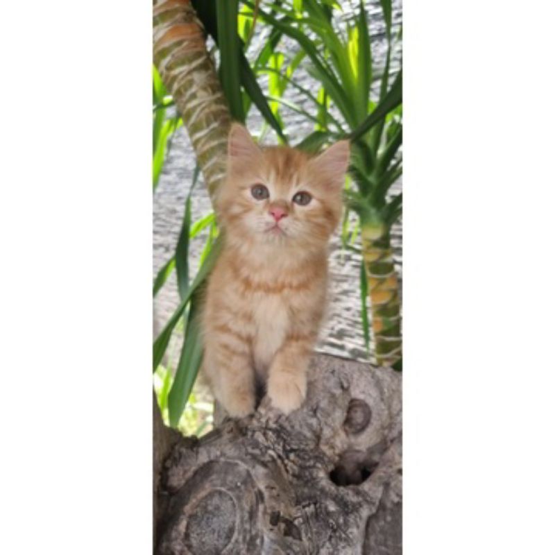 Jual KUCING PERSIA OREN PUTIH | Shopee Indonesia