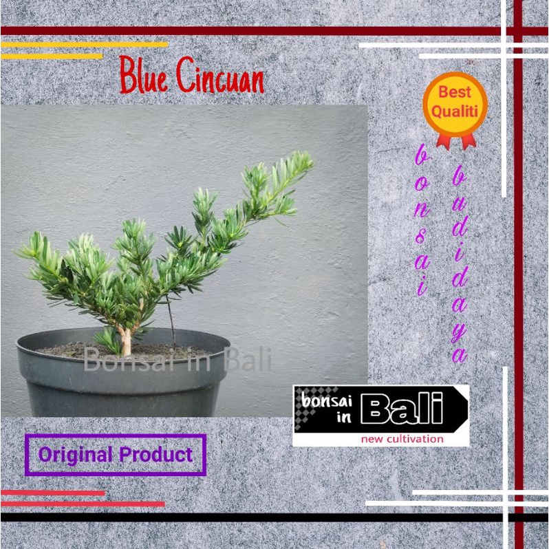 Bahan Bonsai Lohansung Blue Cincuan