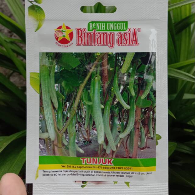 (REPACKING) Benih Terong Hijau Lurik Putih TUNJUK Bintang Asia isi 45 benih