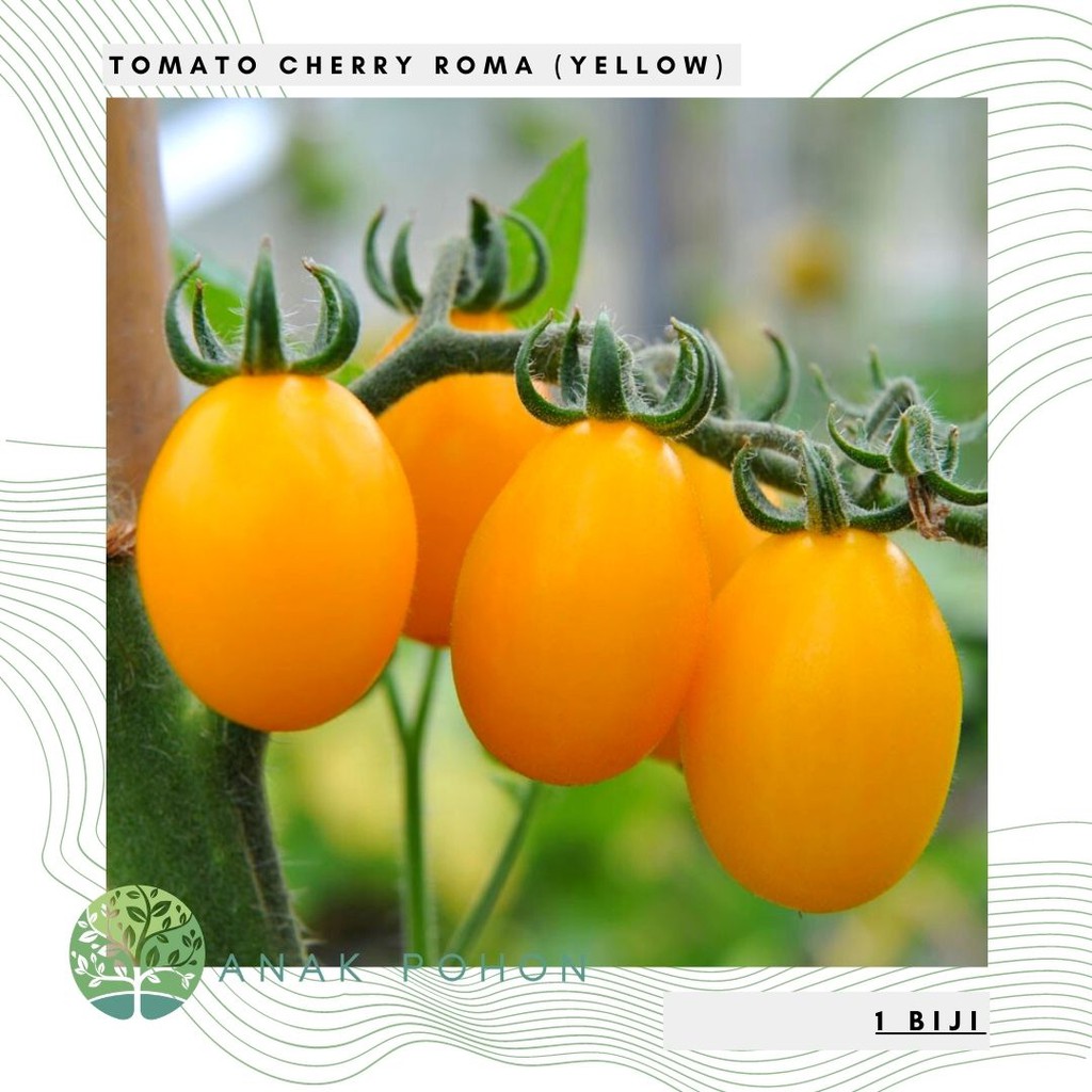 Benih Bibit Biji - Tomato (Cherry) Roma Plum Yellow Seeds