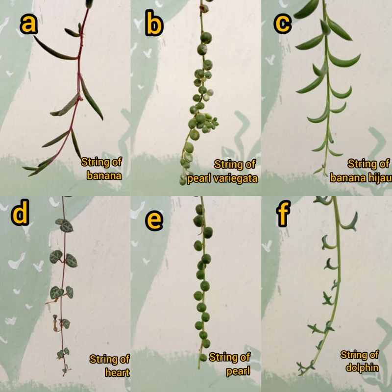 Bibit String Of Banana, String Of Pearl, String Of Hearth, String Of Dolphin Murah