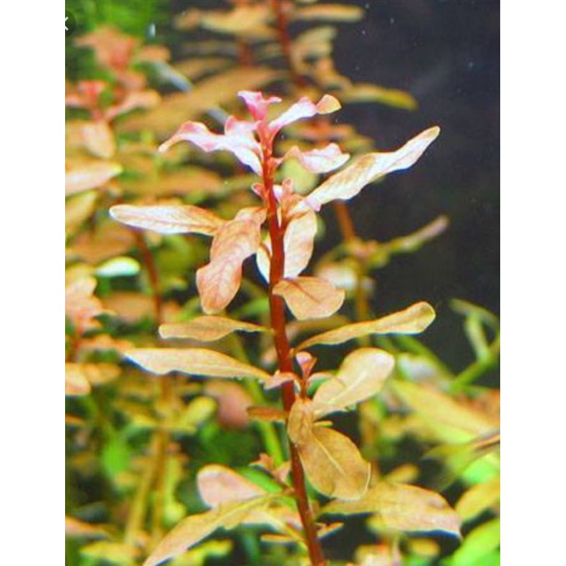 TANAMAN AQUASCAPE | LUDWIGIA INCLINATA BROWN