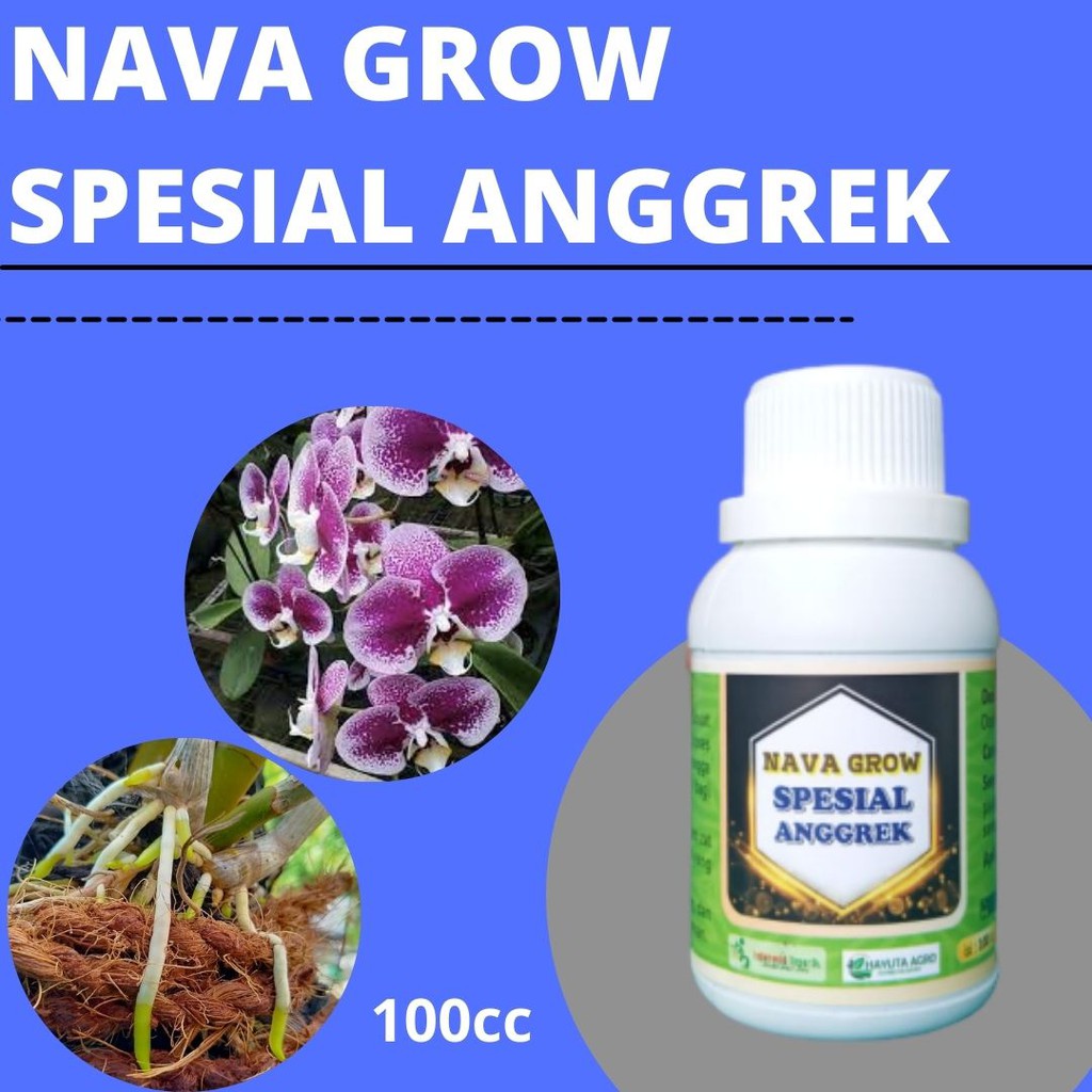 Pupuk Anggrek Bulan Terbaik, Nava Grow, Pupuk Penyubur Akar Anggrek, Bunga Anggrek Bulan