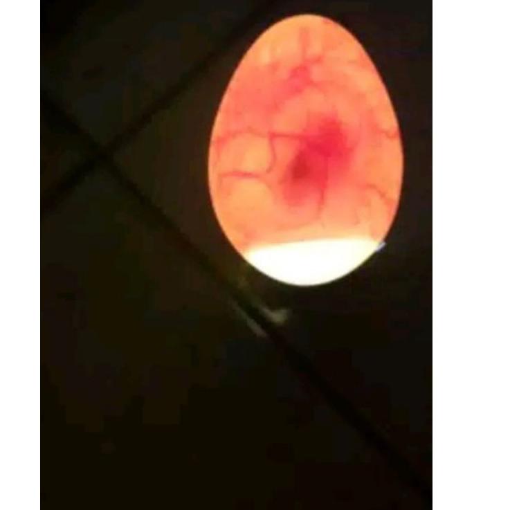 Free Garansi Tetas Telur Mesin Penetas Telur Full Otomatis Kapasitas 30 Premium Inkubator Telur Teta