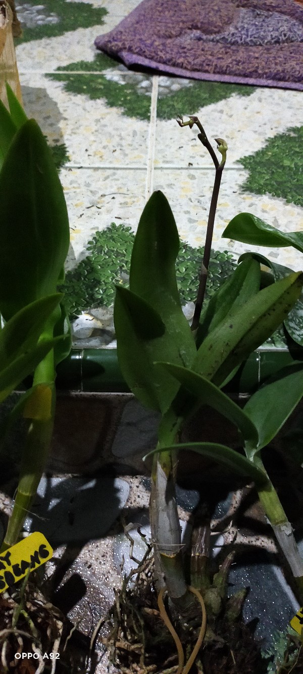 Anggrek Den White Diamon Star