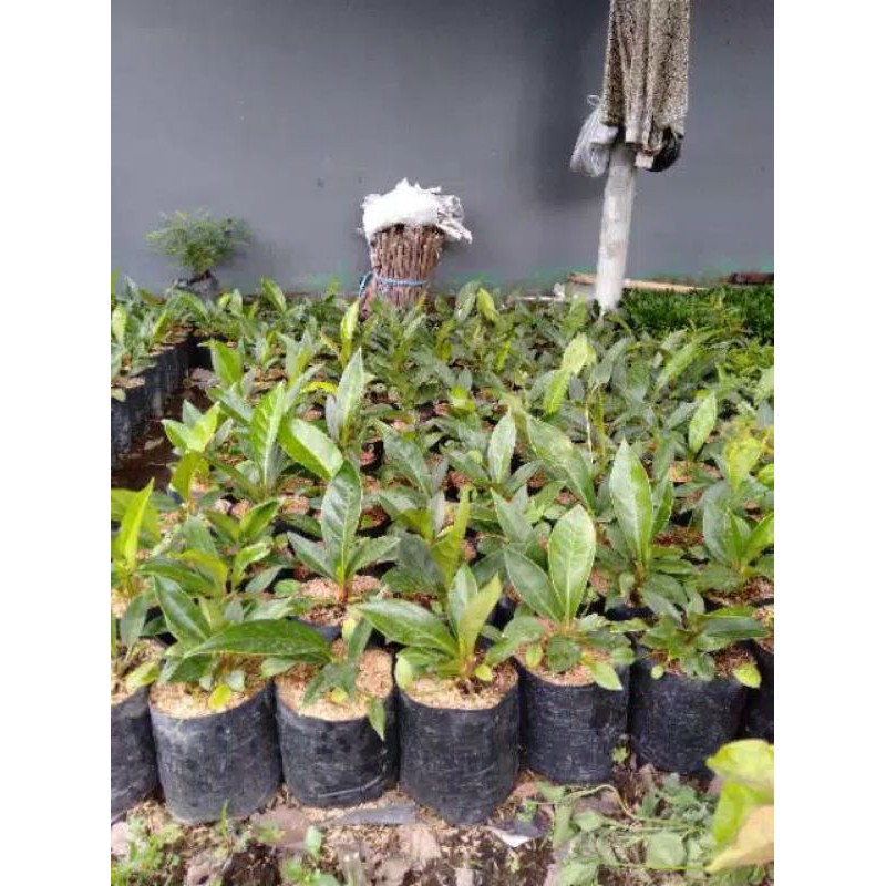 tanaman anthurium jemani/jenmani