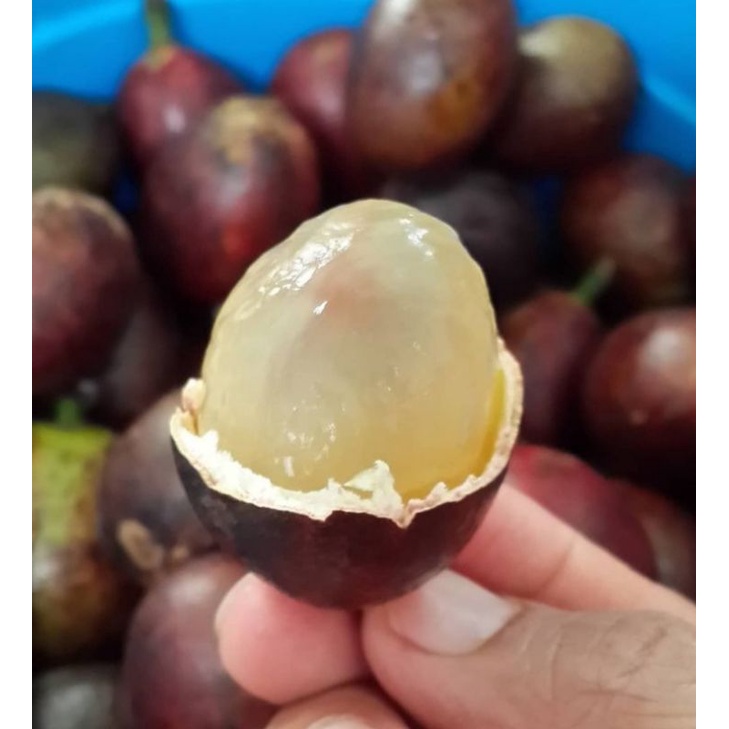 

Buah matoa khas papua/buah matoa manis garing fresh 1KG