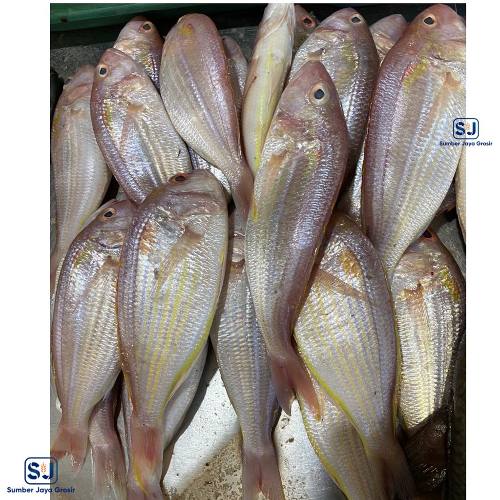 

IKAN KUNIRAN SEGAR MURAH IKAN LAUT