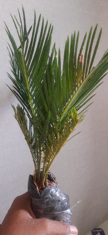 Tanaman Hias Palem Sikas-bibit Tanaman Sikas