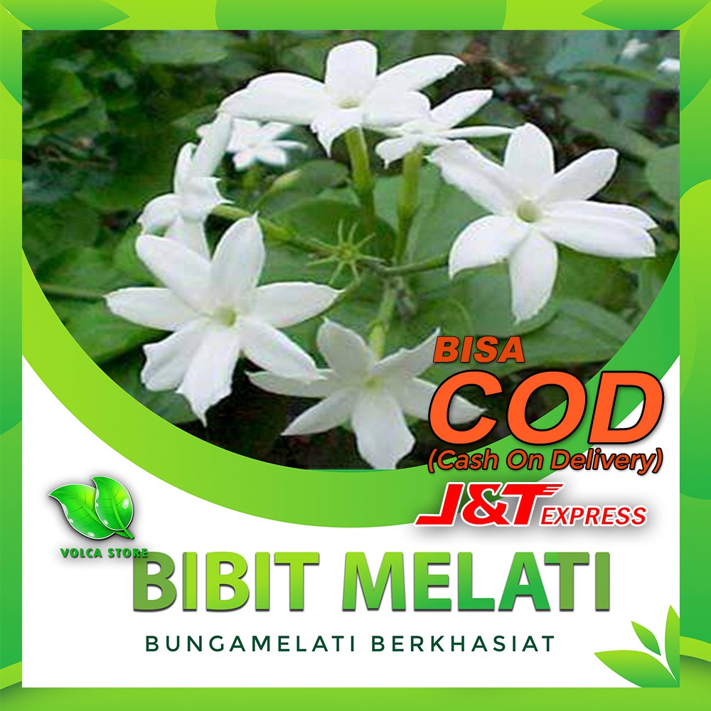 BIBIT BUNGA MELATI BIBIT MELATI BIBIT TUBUHAN YANAMANAN MELATI BUNGA MELATI TANAMAN HIAS (H36)