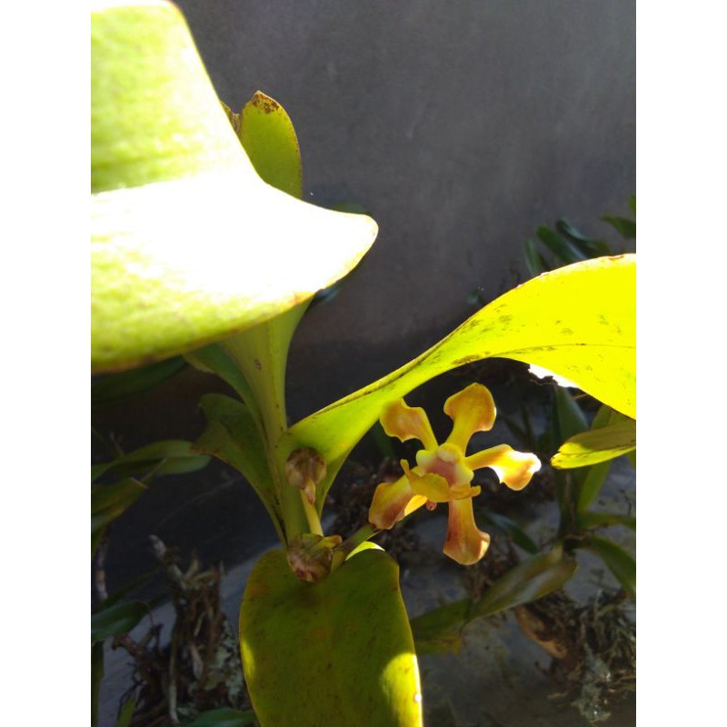 anggrek Vanda helvola Medium