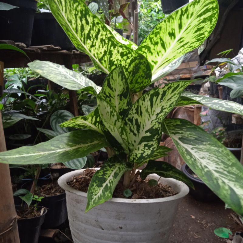 aglonema ciangmay rumpun