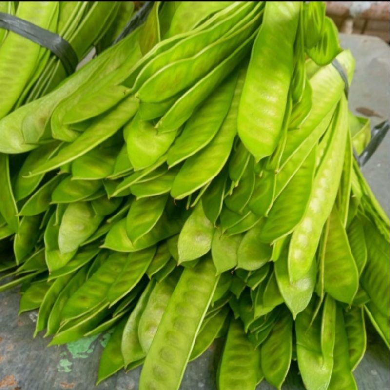 

PETAI CINA LAMTORO |100 Gram Petai Cina Segar