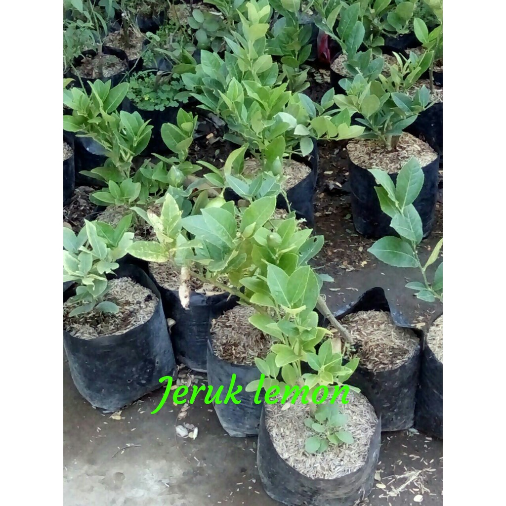 bibit jeruk lemon Paket 3 Bibit Jeruk Lemon Siap Berbuah Tanaman Buah Segar jeruk lemon siap berbuah